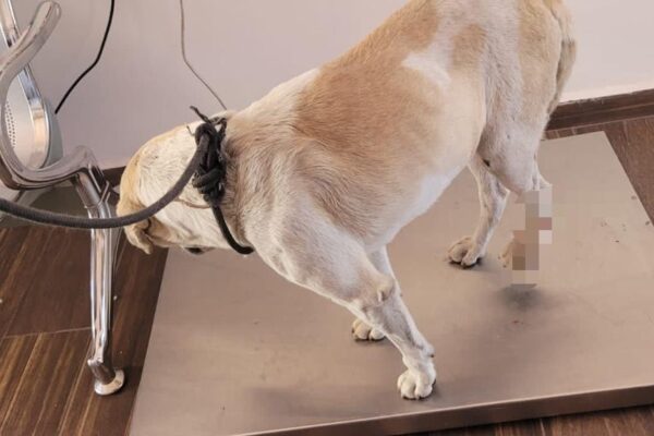 ASÍ PUEDES REALIZAR REPORTES EN EL CENTRO MUNICIPAL DE ADOPCIÓN Y BIENESTAR ANIMAL (CEMA).